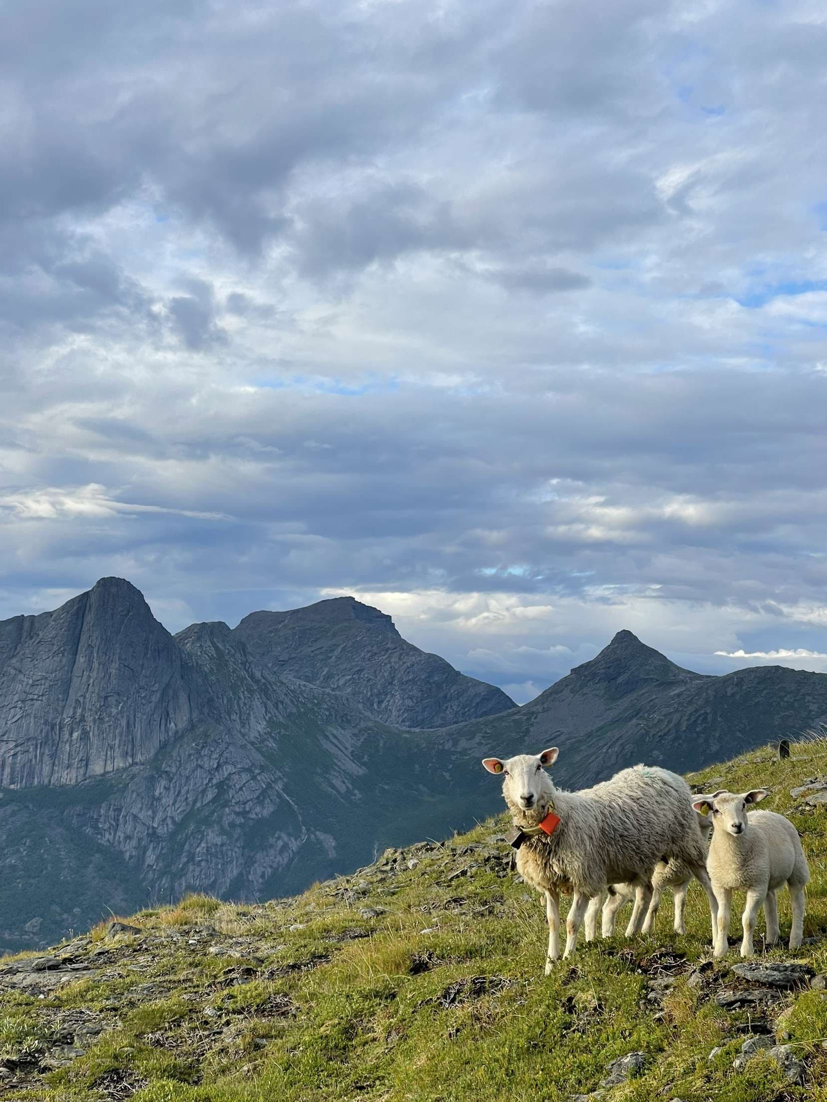 Norske sauer beiter fritt på fjell i Kjerringøy, Nordland — Tverbakken Gård